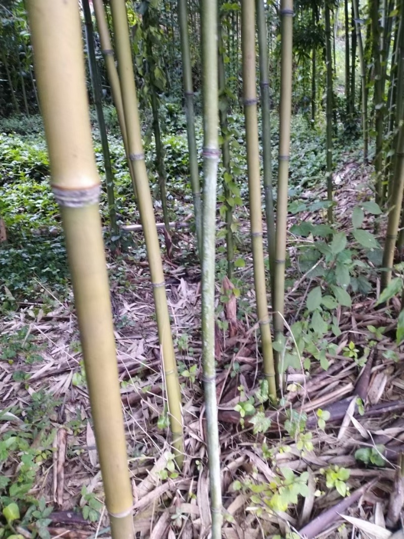 风景竹