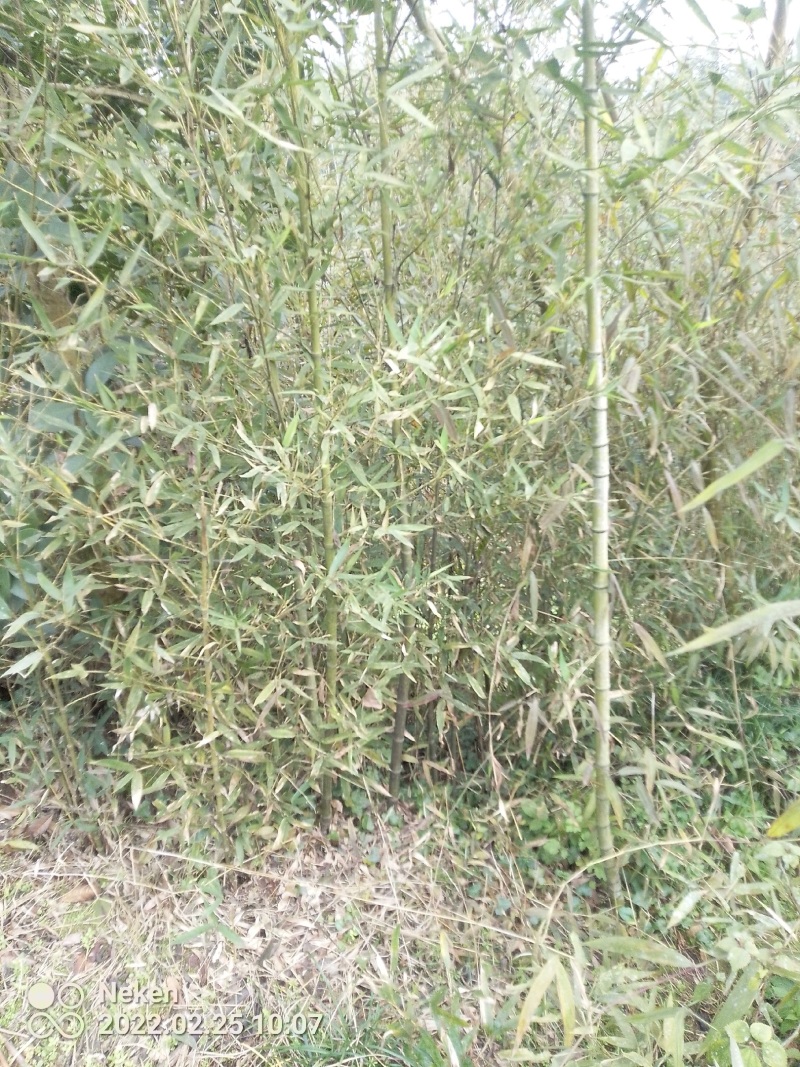 风景竹