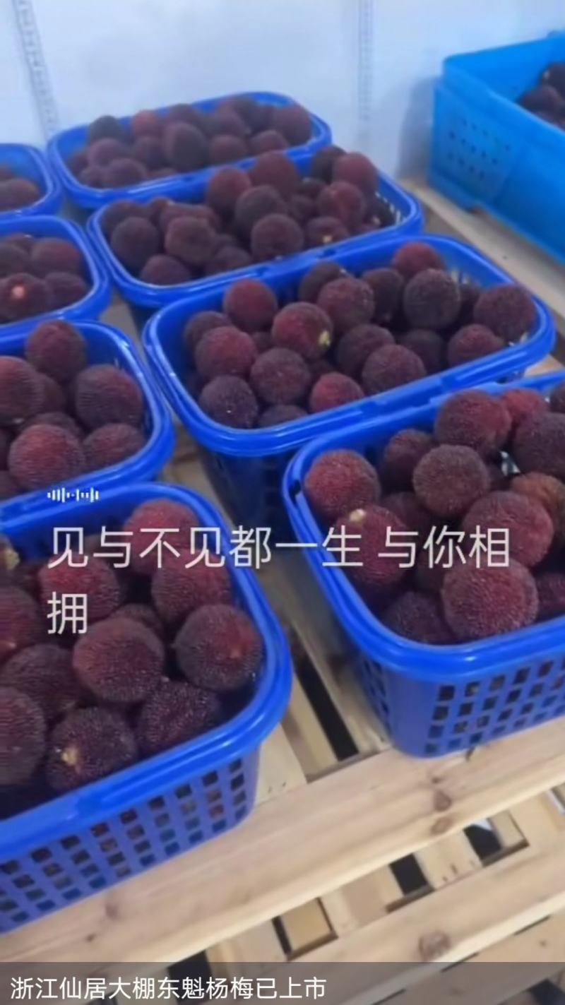 仙居仙梅个子大甜中带点酸