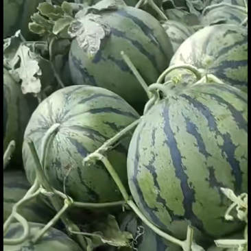 大量上市甜王、京欣系列西瓜，质量保证、价格美丽。