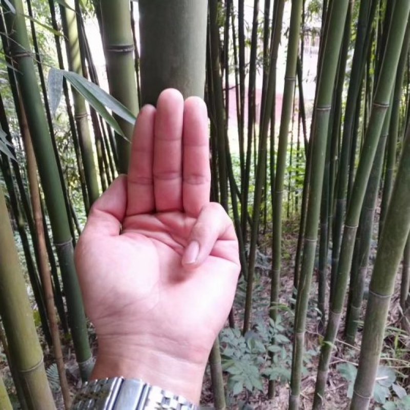 出售批发各种竹子，竹杆