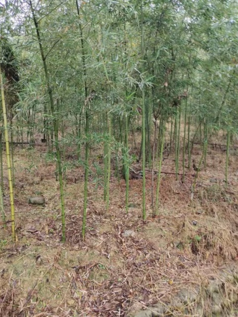 出售批发各种竹子，竹杆