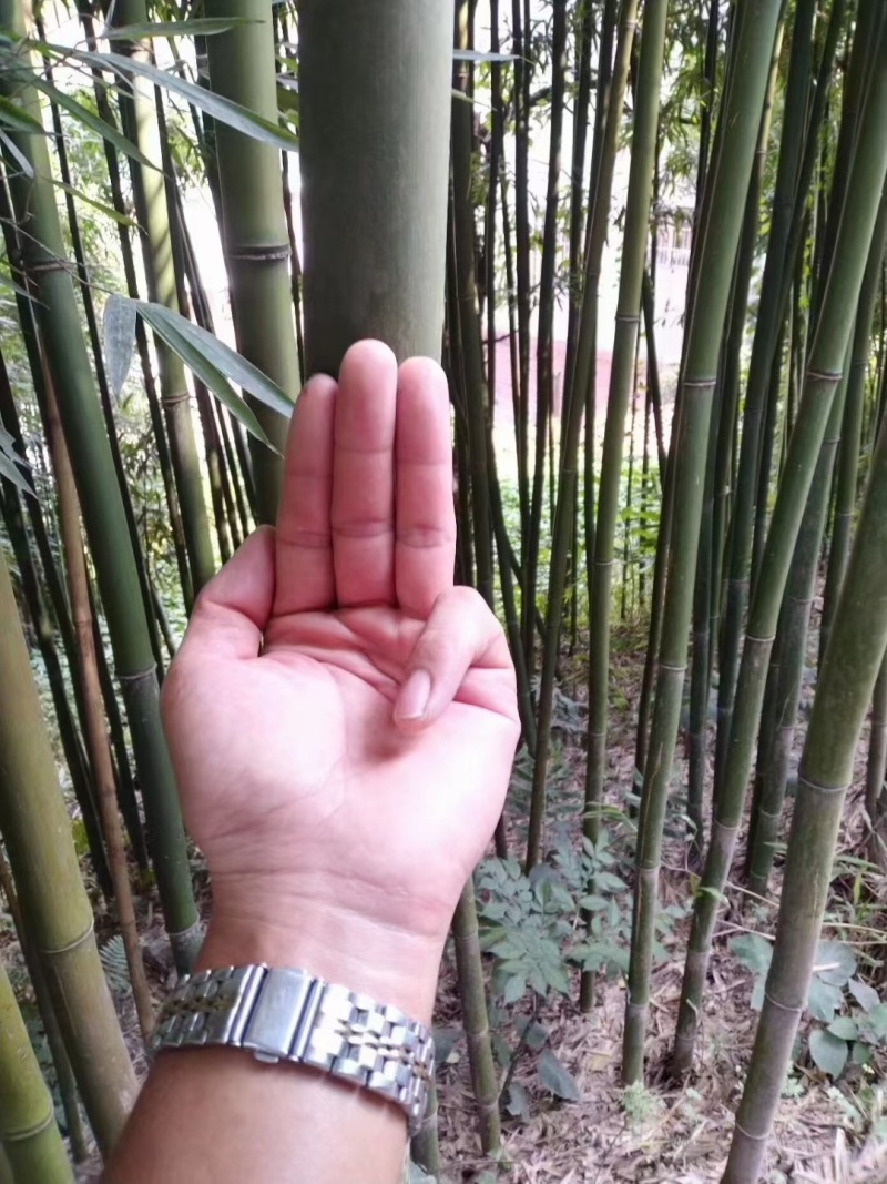 出售批发各种竹子，竹杆