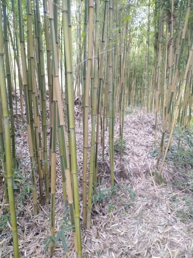 出售批发各种竹子，竹杆