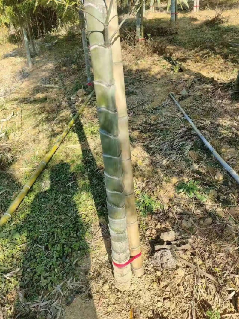 出售批发各种竹子，竹杆