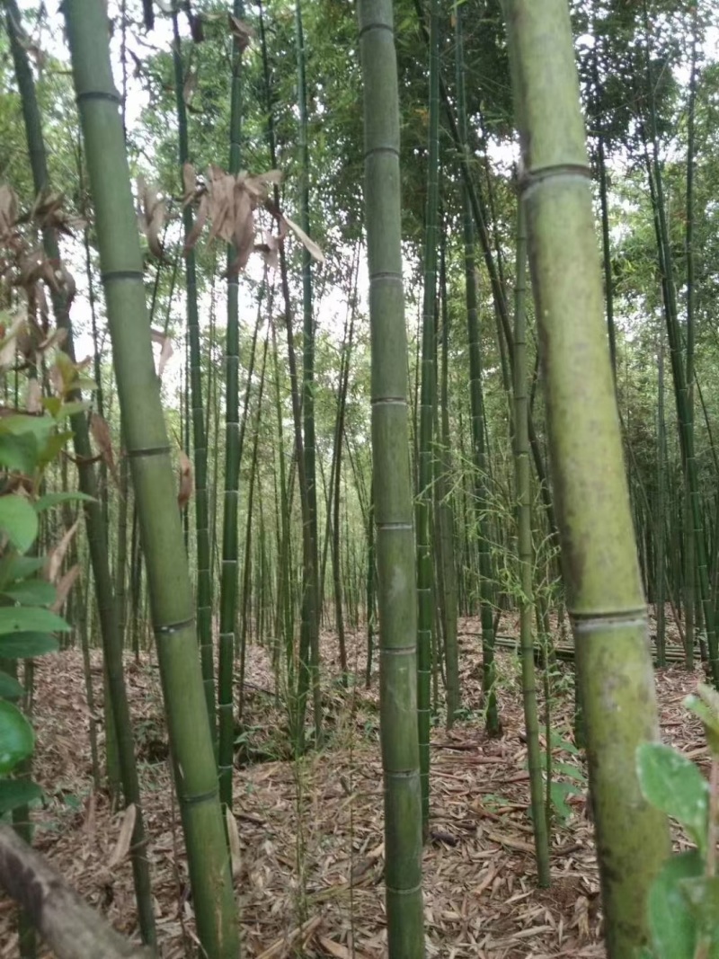 出售批发各种竹子，竹杆