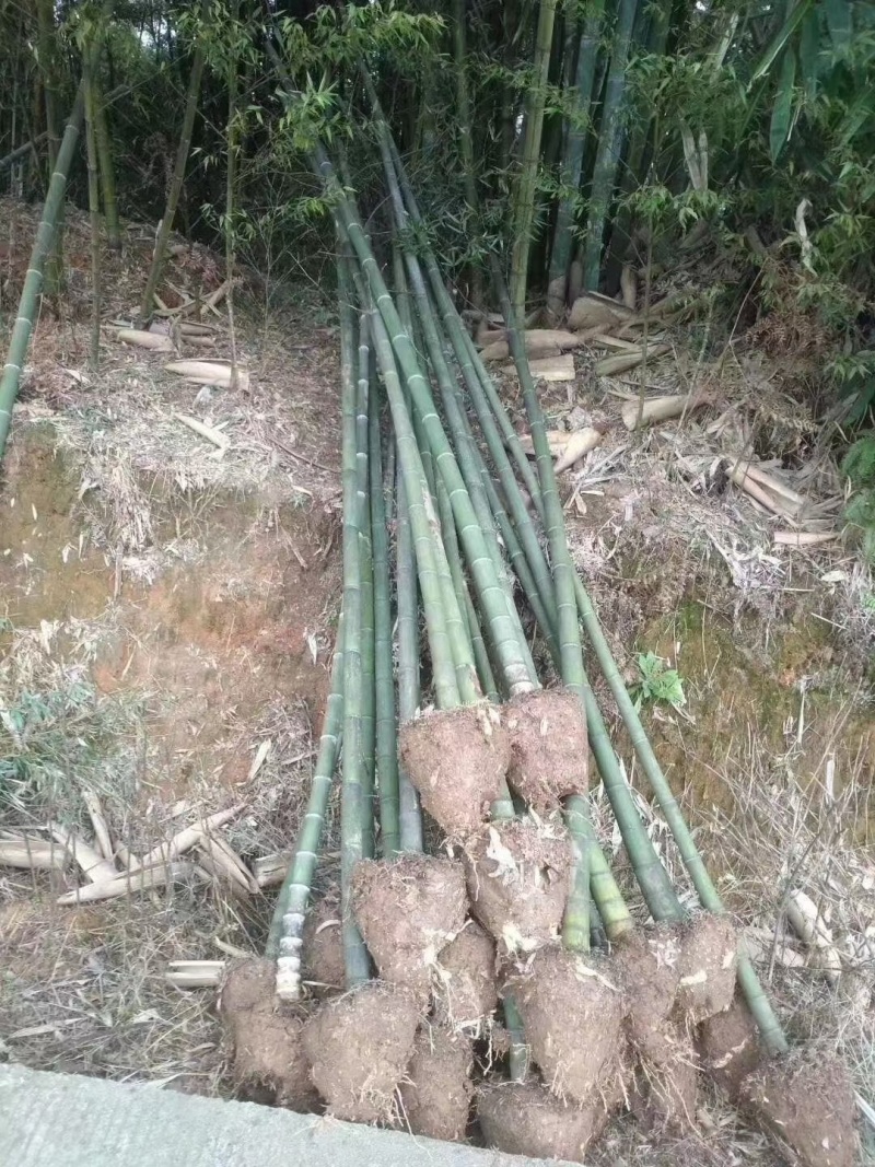 出售批发各种竹子，竹杆