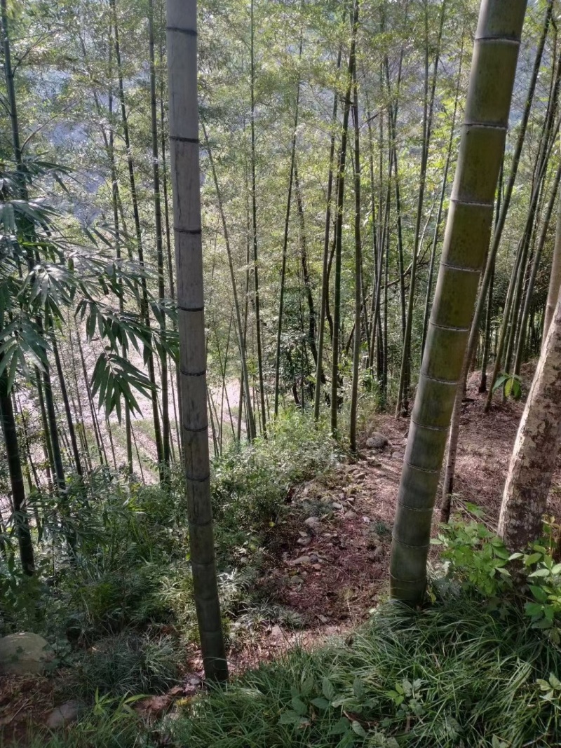 出售批发各种竹子，竹杆