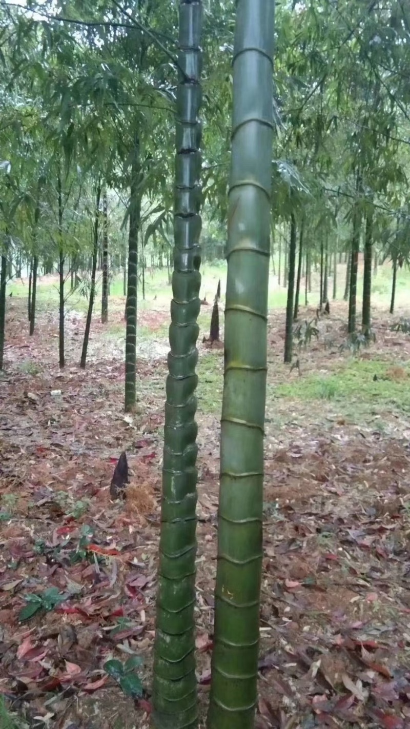 出售批发各种竹子，竹杆