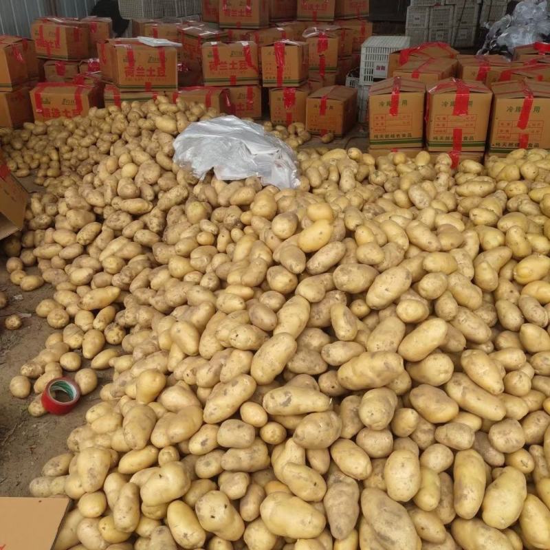 山东省聊城露地荷兰土豆。大量上市代收代发。代存。