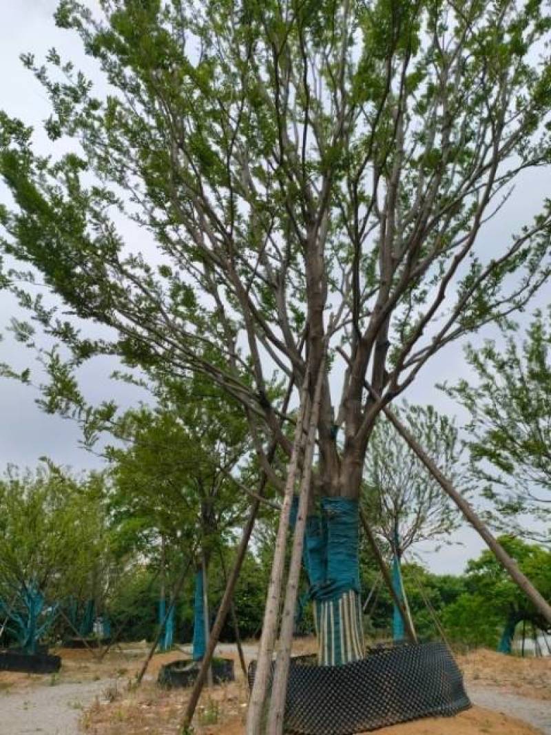 供应扑树乌桕榔揄榉树，
