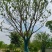 供应扑树乌桕榔揄榉树，
