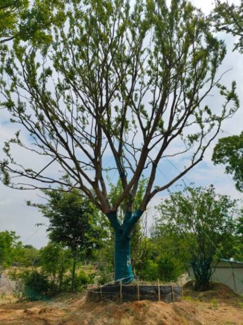 供应扑树乌桕榔揄榉树，