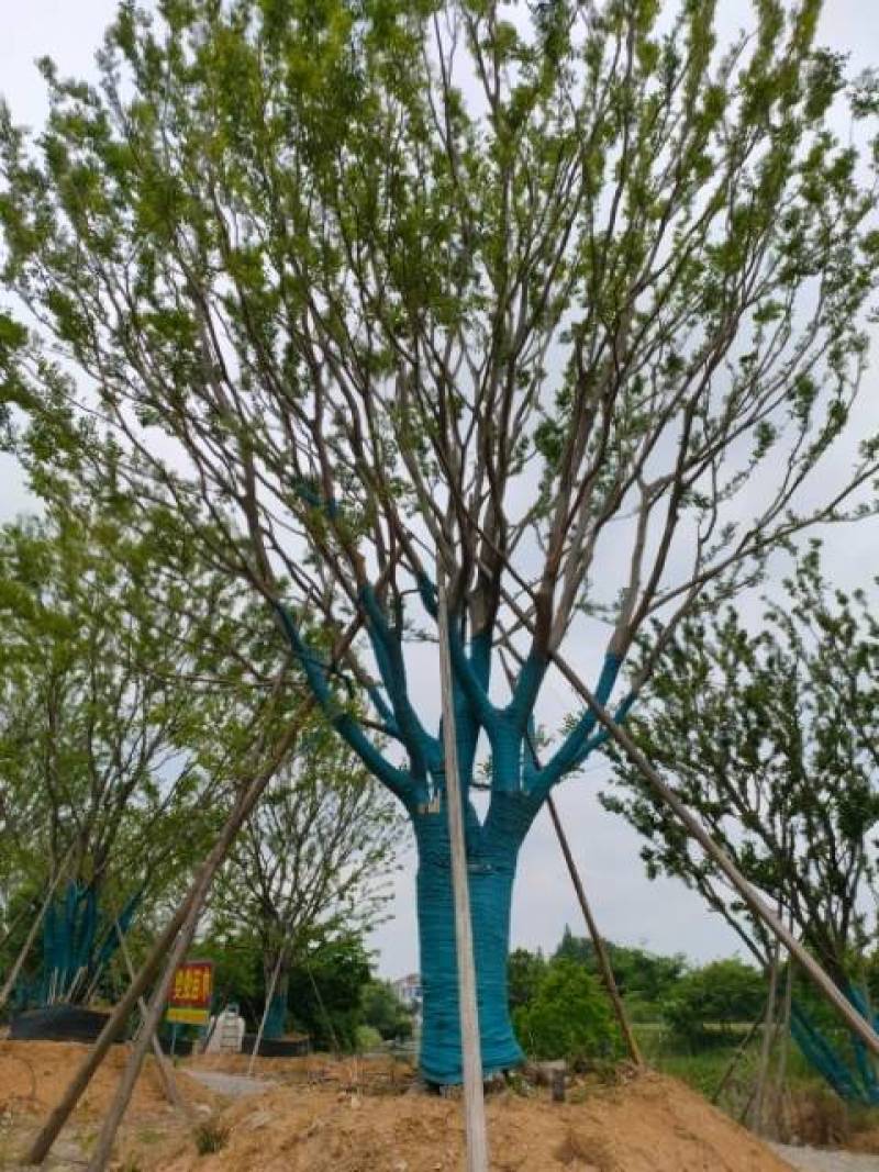 供应扑树乌桕榔揄榉树，