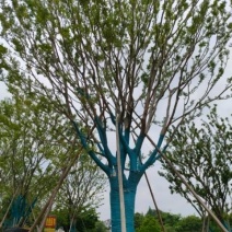 供应扑树乌桕榔揄榉树，