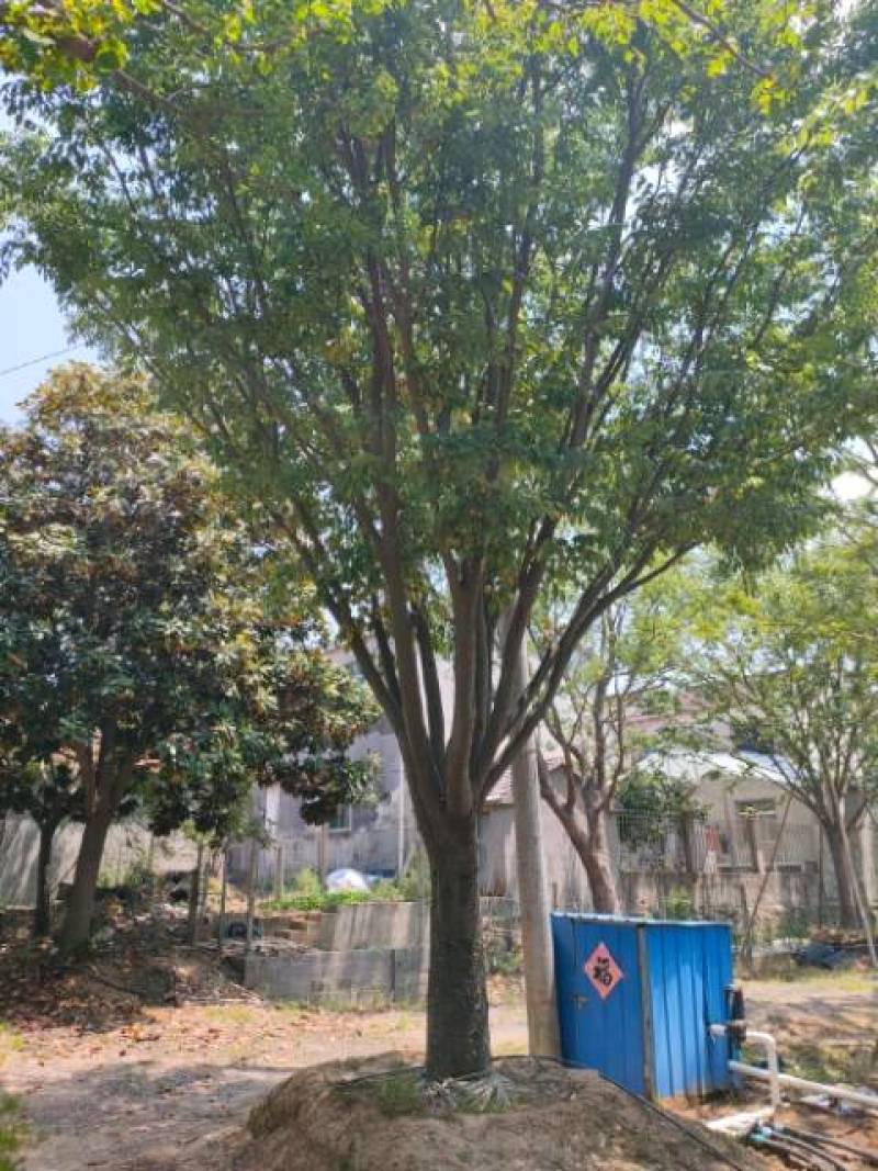 供应扑树乌桕榔揄榉树，