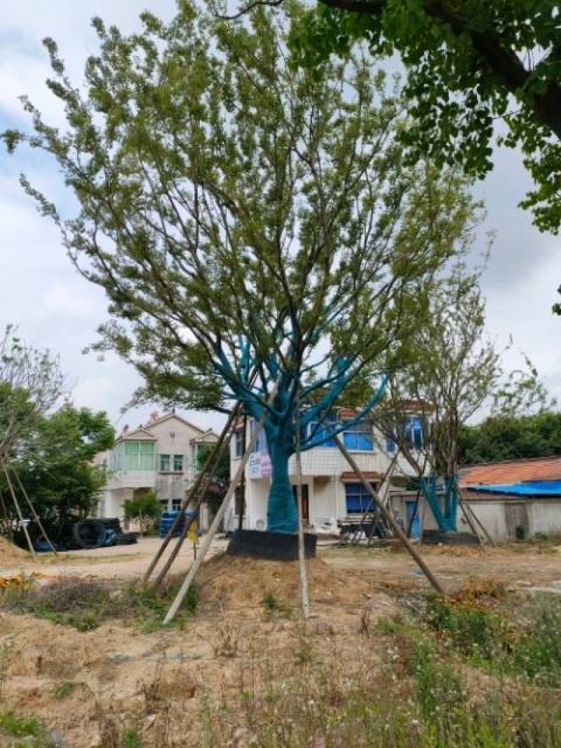 供应扑树乌桕榔揄榉树，