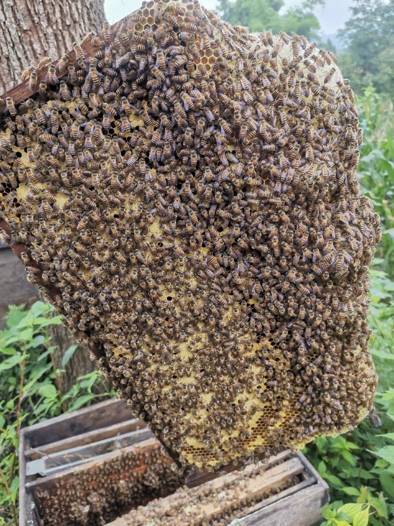 中华小蜜蜂蜂王中蜂王秦岭山蜂王