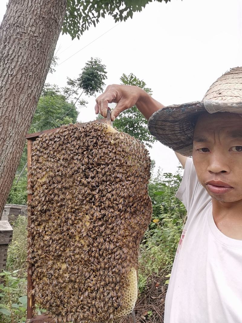 中华小蜜蜂蜂王中蜂王秦岭山蜂王
