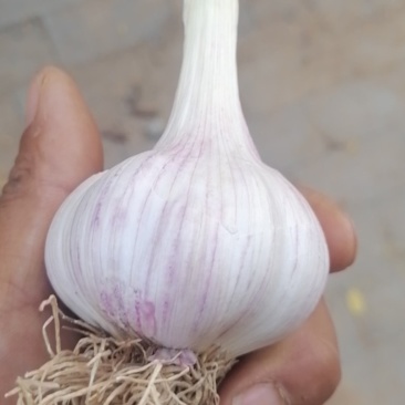 河北紫皮大蒜