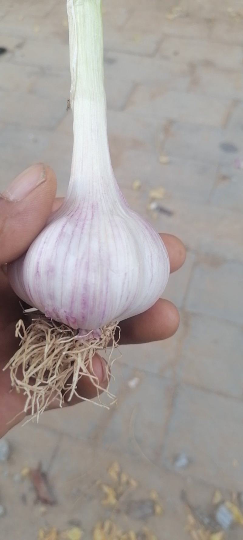 河北紫皮大蒜