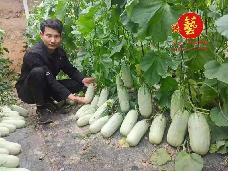 豫甜酥77甜瓜种子长势旺盛易管理亩产4200公斤果肉翠绿