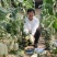 豫甜酥77甜瓜种子长势旺盛易管理亩产4200公斤果肉翠绿