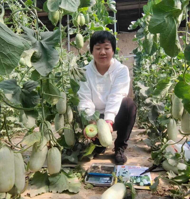豫甜酥77甜瓜种子长势旺盛易管理亩产4200公斤果肉翠绿