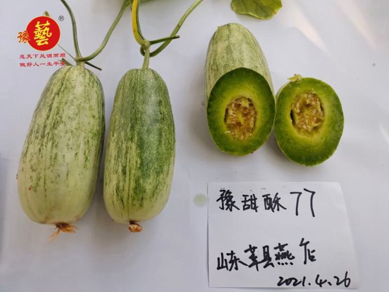 豫甜酥77甜瓜种子长势旺盛易管理亩产4200公斤果肉翠绿