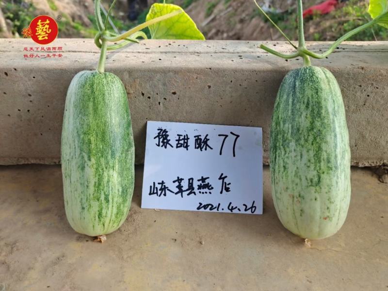豫甜酥77甜瓜种子长势旺盛易管理亩产4200公斤果肉翠绿