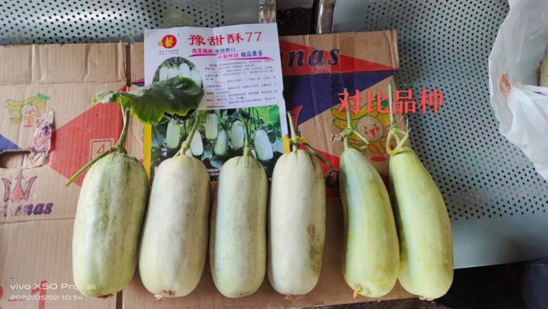 豫甜酥77甜瓜种子长势旺盛易管理亩产4200公斤果肉翠绿