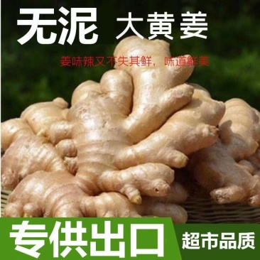 【优选】大黄姜块头大版型好味道足，全国代发全国代存