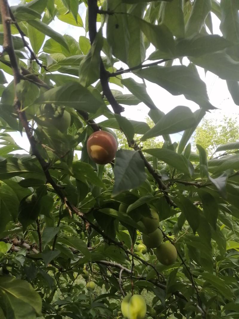 春蜜热售中