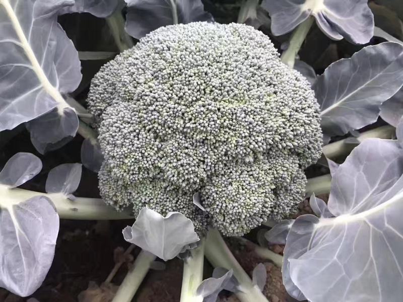 珍玉鲜绿西兰花种子早熟花蕾细密抗病抗逆性强2500株囗感