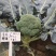 珍玉鲜绿西兰花种子早熟花蕾细密抗病抗逆性强2500株囗感