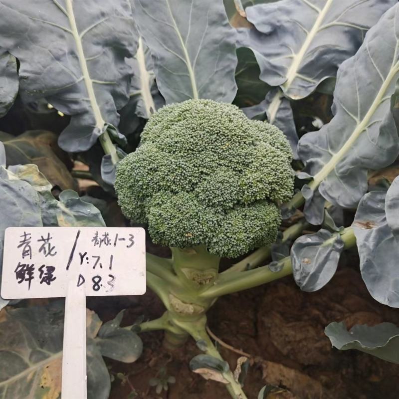 珍玉鲜绿西兰花种子早熟花蕾细密抗病抗逆性强2500株囗感