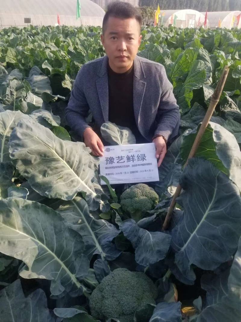 珍玉鲜绿西兰花种子早熟花蕾细密抗病抗逆性强2500株囗感