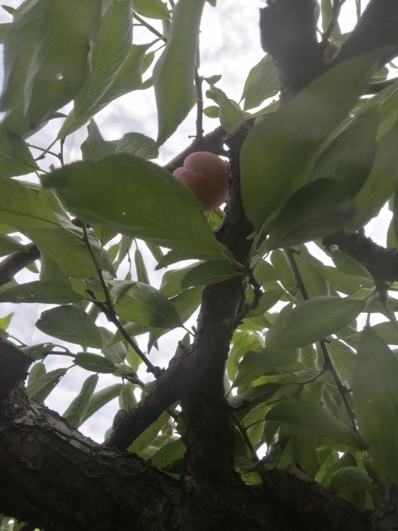 红不软热售中