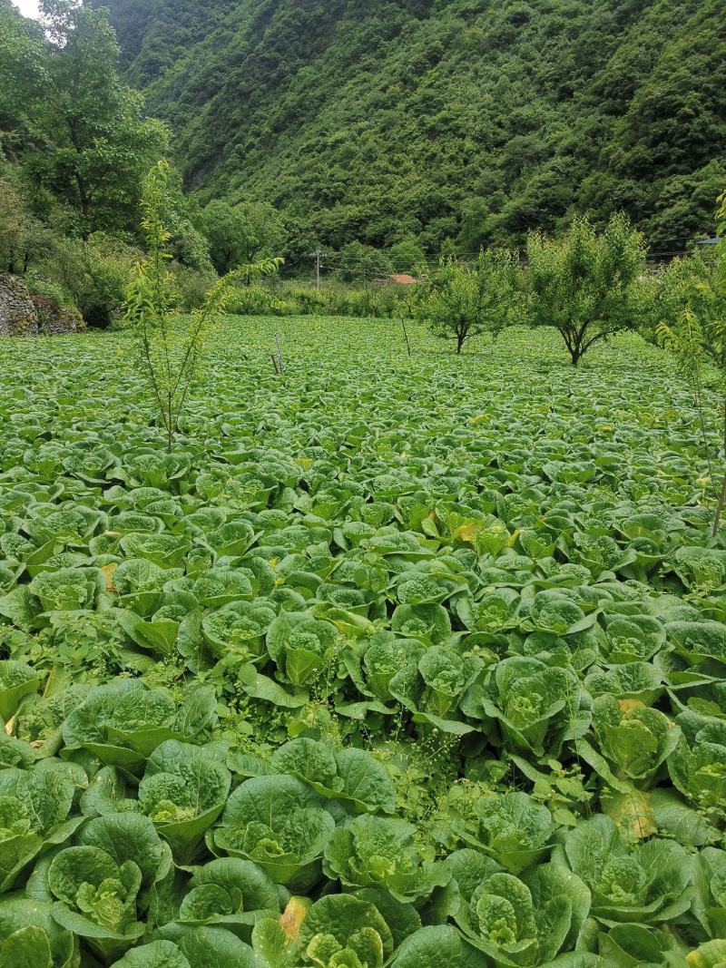 高原娃娃菜