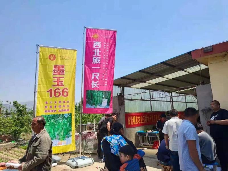 墨玉166薄皮泡椒种子上部果顺直不弯曲抗病高产早卖钱