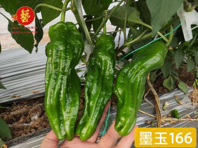 墨玉166薄皮泡椒种子上部果顺直不弯曲抗病高产早卖钱
