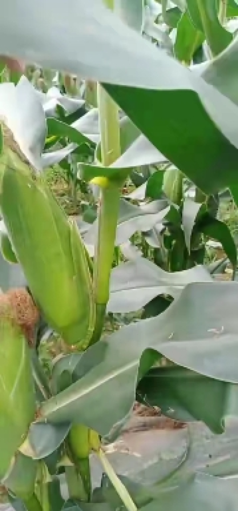 【推荐】白甜糯玉米大量上市！花糯932四川绵阳产地实发！