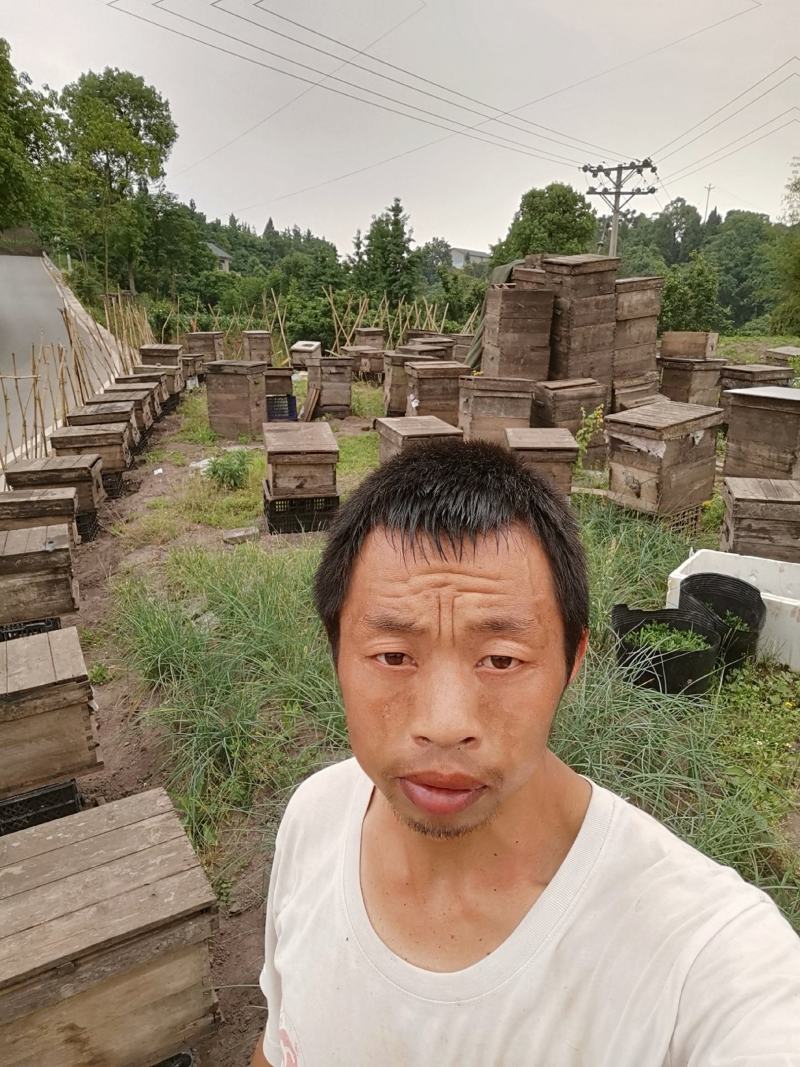 中华小蜜蜂蜂王中蜂王秦岭山蜂王