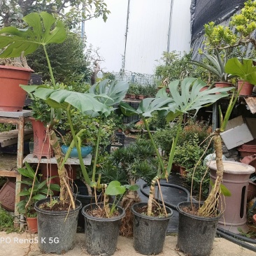 龟背竹
