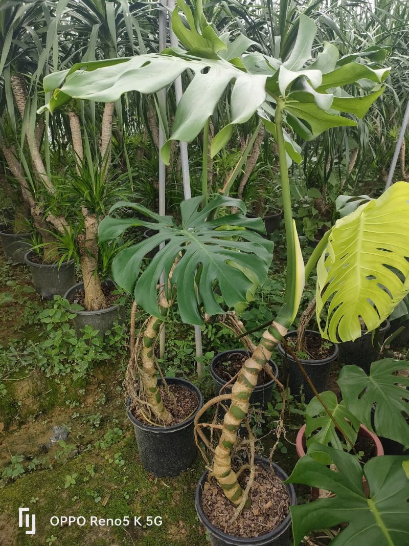 龟背竹