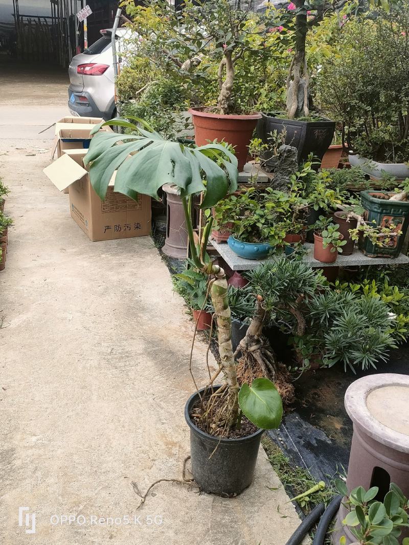 龟背竹