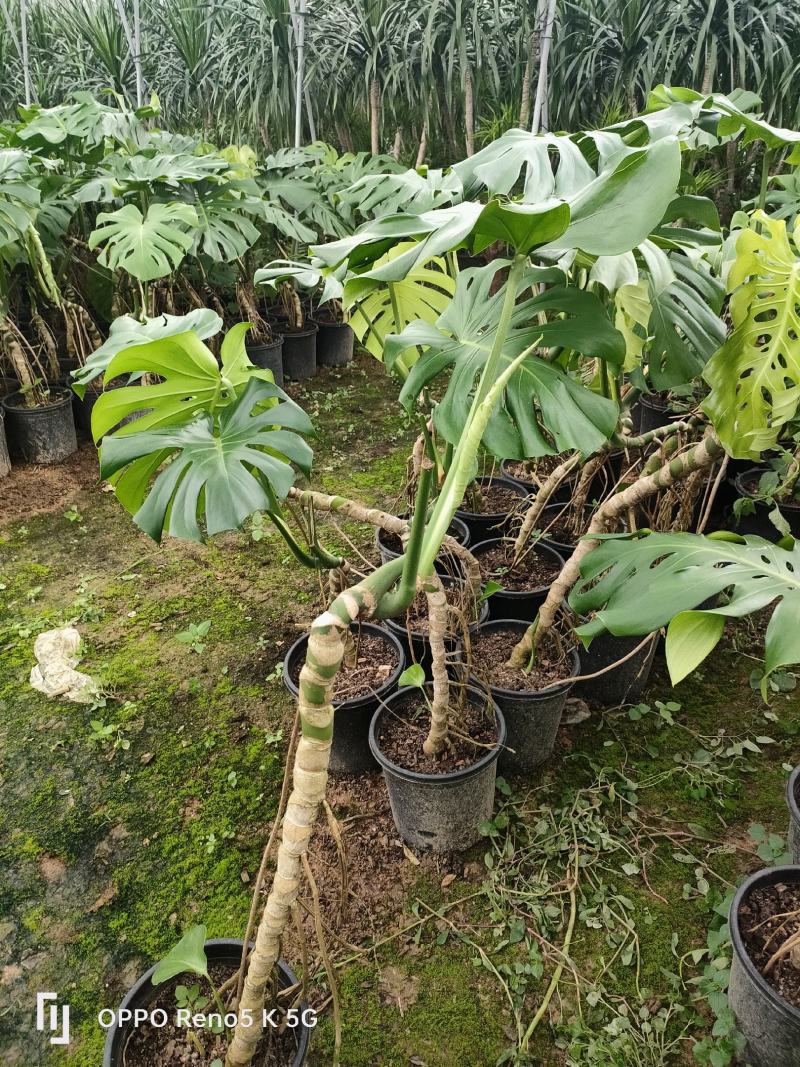 龟背竹