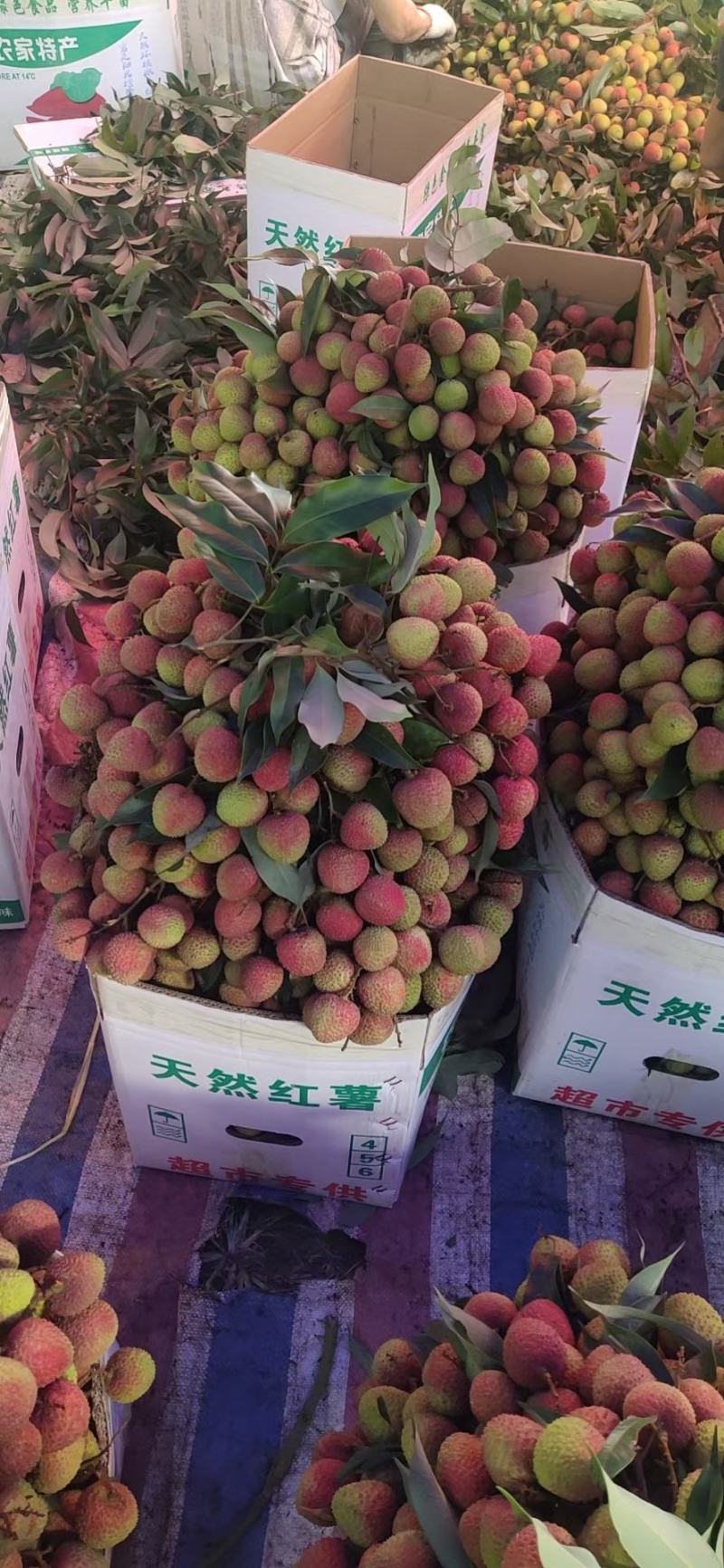 妃子笑5字头能装一个火车的量