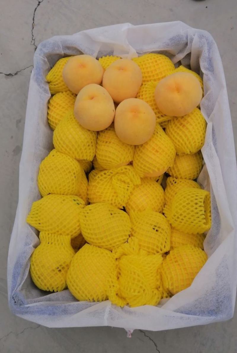 陕西大荔县大量冬枣，桃子，李子，梨子上市，需要大老板，电
