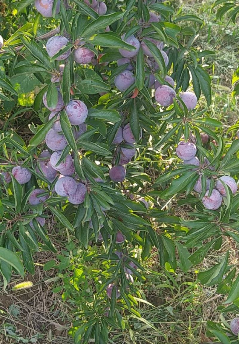 陕西大荔县大量冬枣，桃子，李子，梨子上市，需要大老板，电